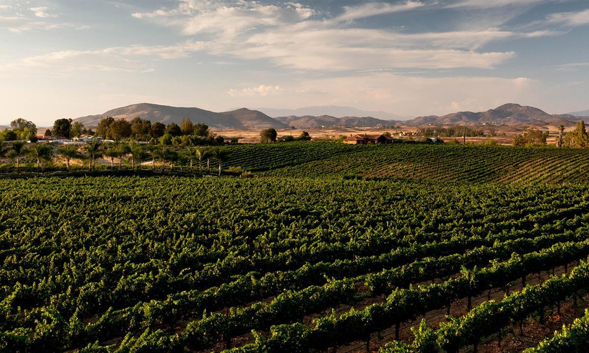 aerial view of a vineyard