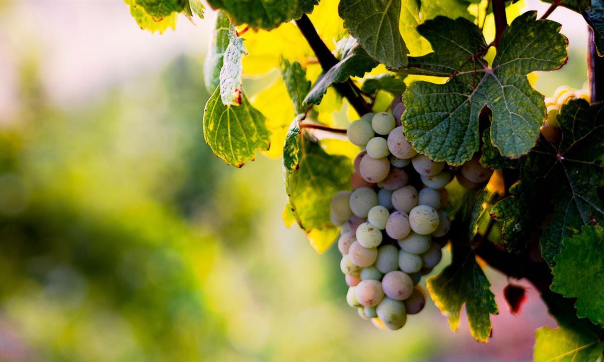 different color grapes on a vine