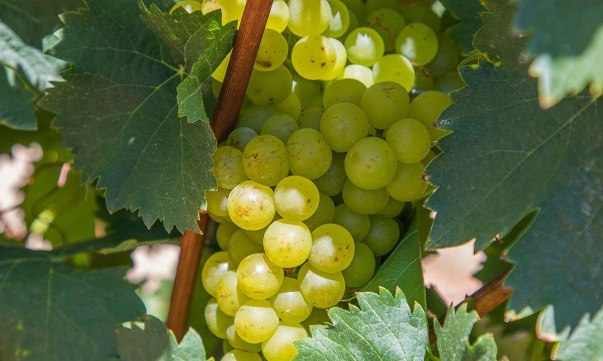 Green Grapes on a vine